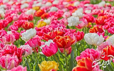 دسته گل عروس،گل زیبا گل یاس, گل سرخ